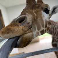 wilstem instagram 3850 ig